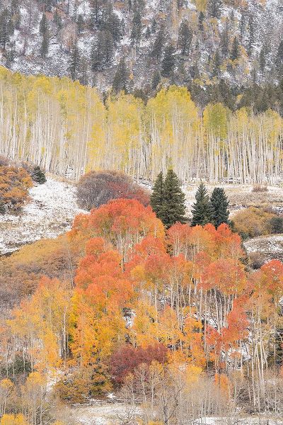 Jaynes Gallery 아티스트의 USA-Colorado-Uncompahgre National Forest Aspen and spruce trees after autumn snowstorm작품입니다.